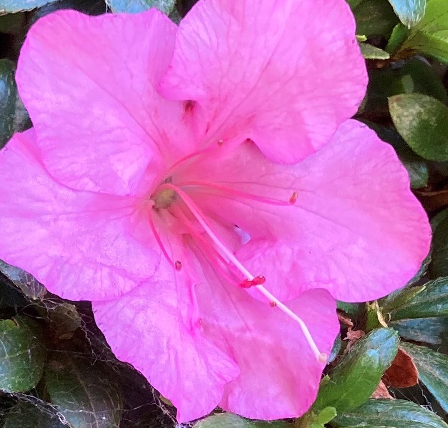 coachingwithpriscilla.com